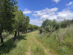Flora del Cerro Masatrigo